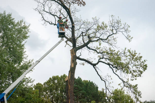 Best Leaf Removal  in Portland, IN