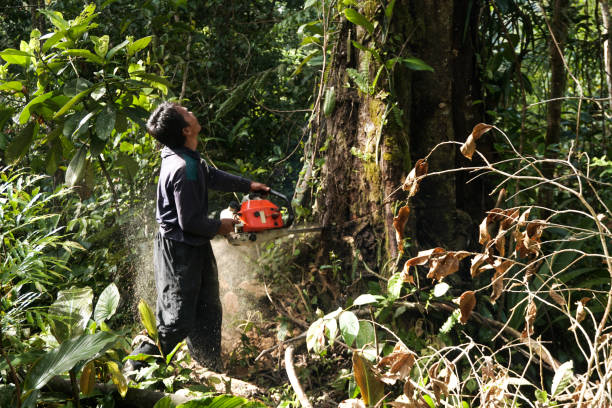 Best Fruit Tree Pruning  in Portland, IN