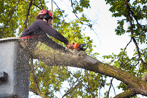 Best Grass Overseeding  in Portland, IN